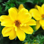 Goldilocks Rocks™ Bidens